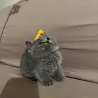 قط سكوتش ستريت