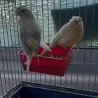 كناري عرض خاص