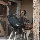 دجاج باكستاني