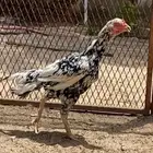 دجاجتين سندي فوليا وديكين ميوالي