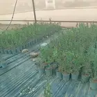 شتلات سدر بلدي 50cm مراكن ممتازه مقاس 16cm