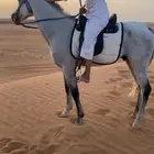 حصان جزيري والبيع شعبي