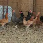 دجاج للبيع 9 حبات