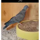 نوادر هجين ازوج حمام دحل عساسه صنعاوي زاجل
