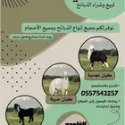 طليان ورخال بهم