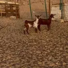 جفار مقاني