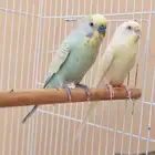جوز بادجي نظيف وألوان جميله