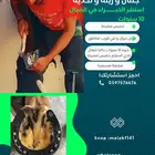 شغل بيتار
