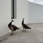 طاووس للبيع