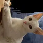 قطه صغيره لتبني في خميس مشيط