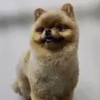 بومرينيان تيكب