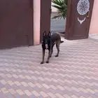 مالينوا ( للتلقيح )
