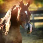 مهر واهو حفيد البطل كنز البداير