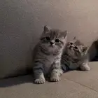 قط سكوتش للبيع