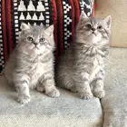 قط سكوتش للبيع