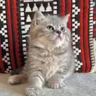 قطط سكوتش للبيع