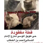 قطة هملايا مفقودة بطويق الموسى ومكافأة 1000 ريال لمن يجدها