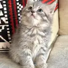 قطط سكوتش للبيع العاجل