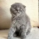 قط سكوتش فولد للبيع