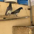 حمام باكستاني شبرا