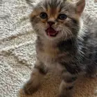 قطط إناث سكوتش تايقر للبيع