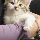 قطط للبيع العاجل