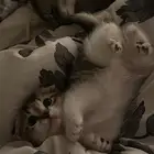 قط سكوتش للبيع