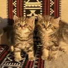 قطه انثى و ذكر سكوتش ستريت للبيع