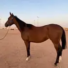 فرس انجليزيه