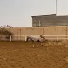 للبيع فرس شعبية