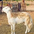 فحل حري من غنم الصياد