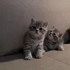 قطط سكوتش للبيع