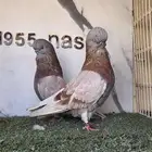 زوج لونق كلين مستوى بطل