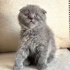 قط سكوتش فولد بلو للبيع