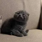 قطط سكوتش للبيع