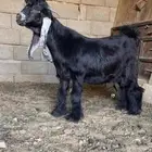 جذع عارضي كفو صنف اصل معرف
