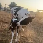 بقر هولندي فاخر ولد