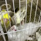 فروخ كروان غر