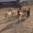 11 خروف سواكني جذعان تربيه