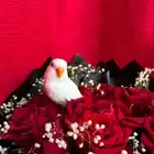 طير روز اليف هدد نشبهه مناسب للاطفال و الكبار