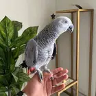 لمحبين الاقتناء فرخ كاسكو هدد