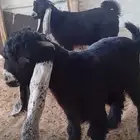 تيوس عوارض