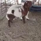 هرافى نعيم للبيع