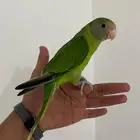 بلام هد لمحبين النوادر