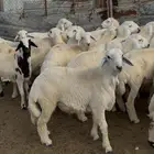 طليان ذبايح حري سواكن مع التوصيل