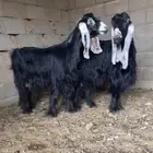 عنزين عوارض كفو صنف معرفه