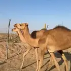 حقايق للبيع