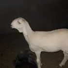 رخل حريه صنف كفو