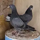 طبه قطيفي