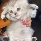 قطط صغيره
